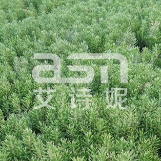 五色草